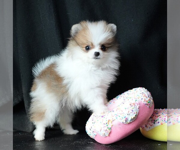 Medium Photo #1 Pomeranian Puppy For Sale in ROCK VALLEY, IA, USA