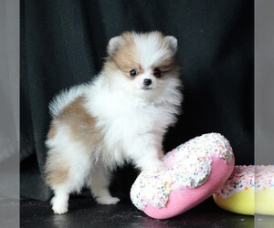 Pomeranian Puppy for sale in ROCK VALLEY, IA, USA