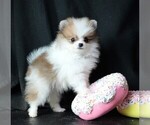 Image preview for Ad Listing. Nickname: Josie