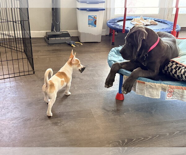 Medium Photo #6 Mutt Puppy For Sale in Goodyear, AZ, USA