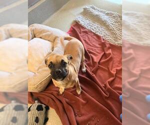 Boxer Dogs for adoption in San Martin, CA, USA