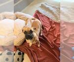 XOCHITL - Female Boxer Dog for Adoption - Small photo