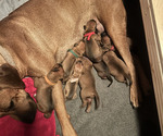 Small #8 Rhodesian Ridgeback