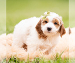 Small Photo #60 Goldendoodle (Miniature) Puppy For Sale in WARSAW, IN, USA