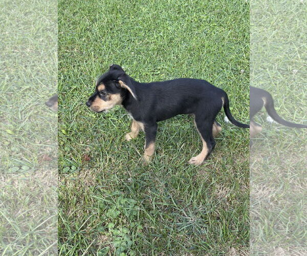 Medium Photo #4 Mutt Puppy For Sale in SHERBURNE, NY, USA