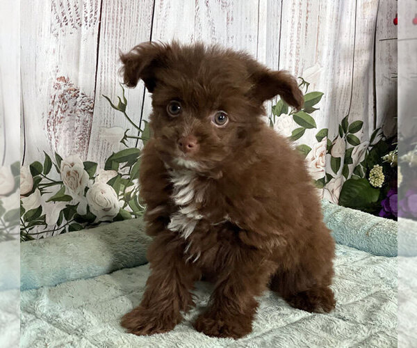 Medium Photo #1 Pom-A-Poo Puppy For Sale in PENNS CREEK, PA, USA