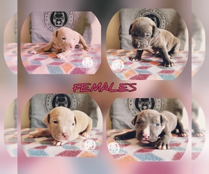 American Bully Puppy for sale in CORNING, OH, USA