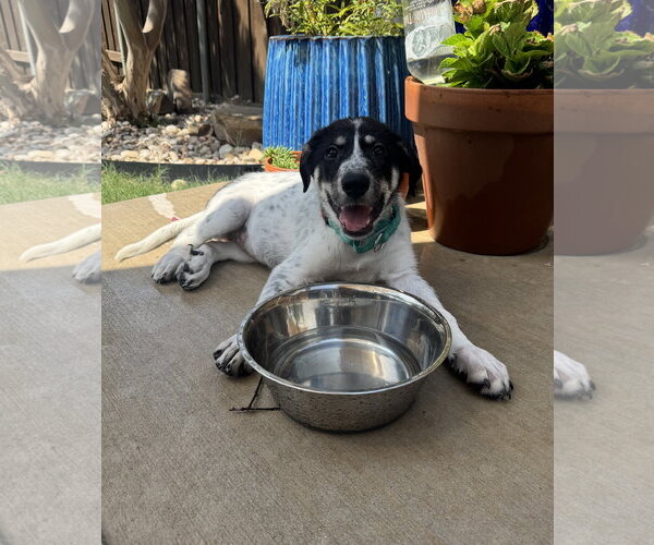 Medium Photo #6 Great Pyrenees-Unknown Mix Puppy For Sale in Dallas, TX, USA