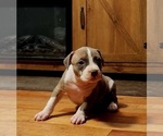Small Photo #2 American Bully Puppy For Sale in WEST YORK, PA, USA