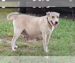 Small Photo #9 Labrador Retriever-Unknown Mix Puppy For Sale in Bellmawr, NJ, USA