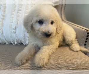 -Goldendoodle Mix Puppy for sale in MIDDLESEX, NC, USA