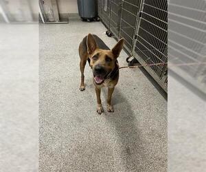 German Shepherd Dog-Unknown Mix Dogs for adoption in Houston, TX, USA