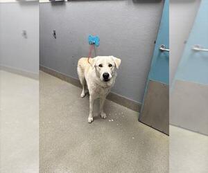 Labrador Retriever-Unknown Mix Dogs for adoption in Las Vegas, NV, USA
