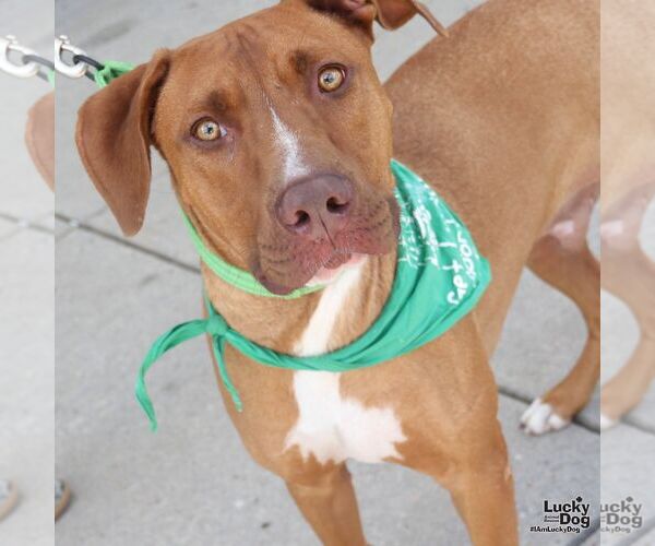 Medium Photo #3 Retriever -Unknown Mix Puppy For Sale in Washington, DC, USA