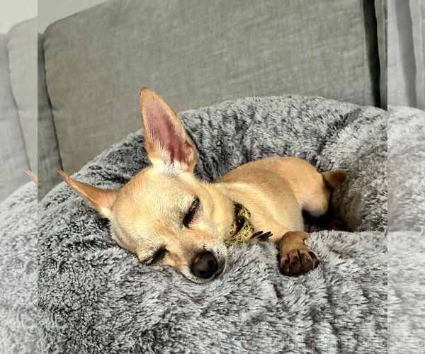 Medium Photo #2 Chihuahua-Unknown Mix Puppy For Sale in Brooklyn Center, MN, USA