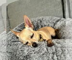 Small #1 Chihuahua Mix