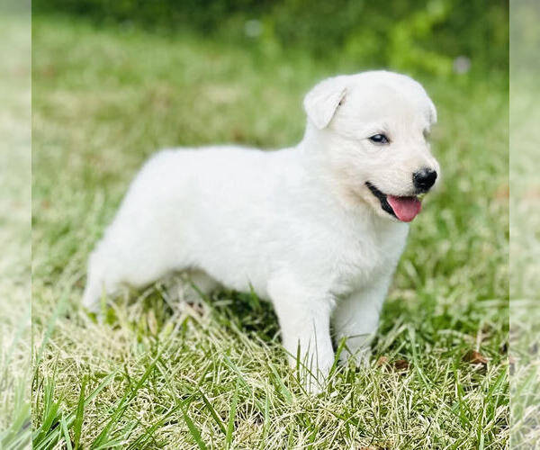 Medium Photo #1 German Shepherd Dog Puppy For Sale in CARDINGTON, OH, USA