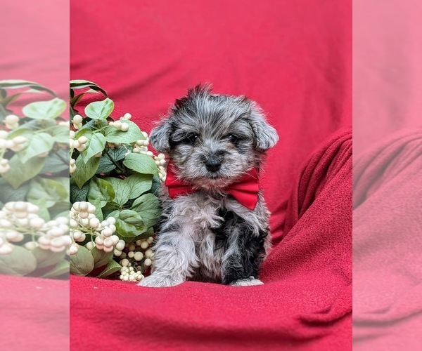 Medium Photo #2 YorkiePoo Puppy For Sale in LINCOLN UNIVERSITY, PA, USA