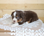Small Photo #2 Australian Shepherd Puppy For Sale in MARION, IN, USA