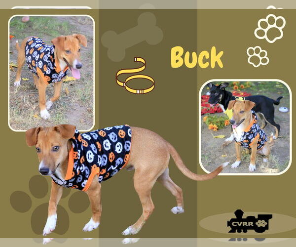 Medium Photo #1 Beagle-Unknown Mix Puppy For Sale in Lindsay, CA, USA