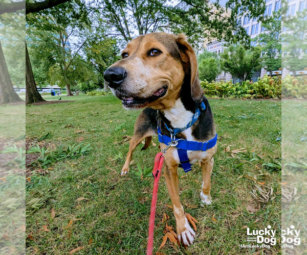 Medium Photo #4 - Mix Puppy For Sale in Washington, DC, USA