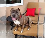 Small Photo #13 American Staffordshire Terrier Puppy For Sale in Lake elsinore, CA, USA