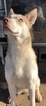 Small Siberian Husky-Staffordshire Bull Terrier Mix
