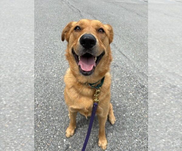 Medium Photo #10 Golden Labrador Puppy For Sale in Brewster, NY, USA