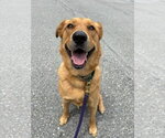 Small #9 Golden Labrador