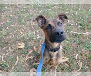 Dutch Shepherd -Unknown Mix Dogs for adoption in McKinleyville, CA, USA