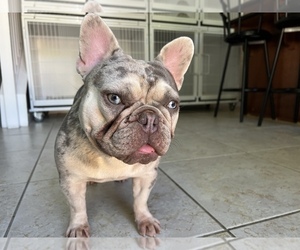 Mother of the French Bulldog puppies born on 06/24/2022