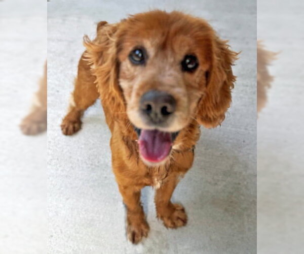 Medium Photo #8 Cocker Spaniel Puppy For Sale in Arlington, VA, USA