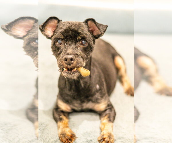 Medium Photo #2 Maltese-Unknown Mix Puppy For Sale in Hilton Head, SC, USA