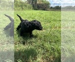 Small #3 Goldendoodle