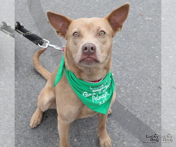 Medium Photo #1 Carolina Dog-Unknown Mix Puppy For Sale in Washington, DC, USA