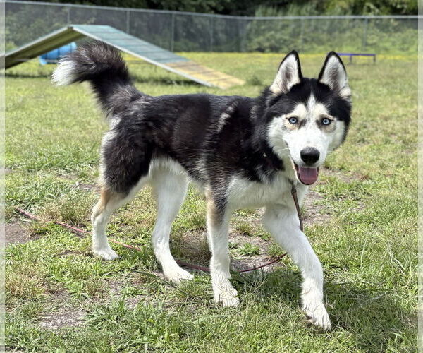 Medium Photo #7 - Mix Puppy For Sale in Virginia Beach, VA, USA