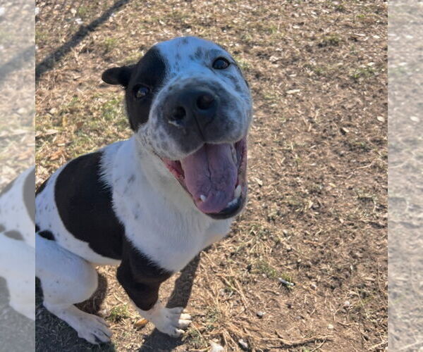 Medium Photo #11 Mutt Puppy For Sale in Rockaway, NJ, USA