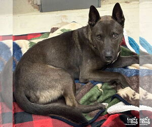 Mutt Dogs for adoption in Washington, DC, USA