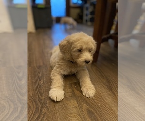 Goldendoodle Puppy for Sale in MONCLOVA, Ohio USA