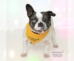 French Bulldog-Unknown Mix Dogs for adoption in Corona, CA, USA