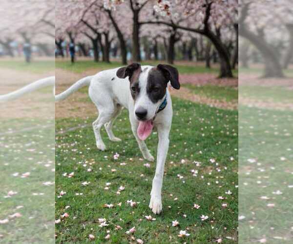 Medium Photo #2 Rhodesian Ridgeback Puppy For Sale in FRAMINGHAM, MA, USA