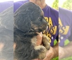 Small Photo #40 Aussiedoodle Puppy For Sale in LONGWOOD, FL, USA