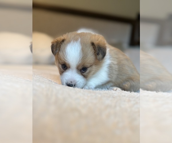 Medium Photo #16 Pembroke Welsh Corgi Puppy For Sale in GRAND RAPIDS, MI, USA