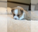 Small #15 Pembroke Welsh Corgi