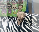 Small Photo #10 Weimaraner Puppy For Sale in ELKTON, KY, USA