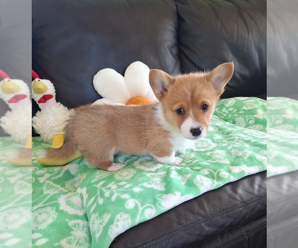 Medium Photo #14 Pembroke Welsh Corgi Puppy For Sale in ARROYO GRANDE, CA, USA