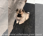 Small Photo #61 Keeshond Puppy For Sale in FAYETTEVILLE, TN, USA