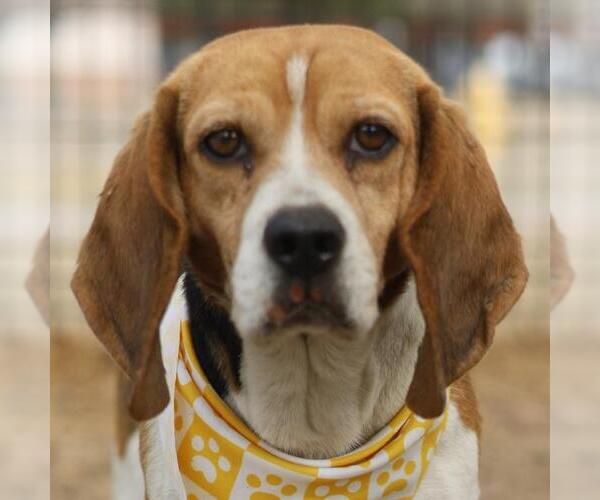 Medium Photo #1 Beagle Puppy For Sale in San Antonio, TX, USA