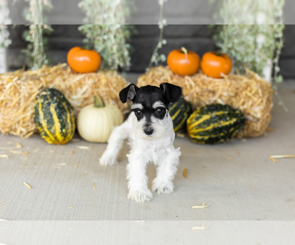 Medium Photo #25 Schnauzer (Miniature) Puppy For Sale in MILLERSBURG, IN, USA