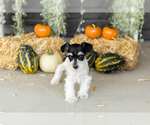 Small #3 Schnauzer (Miniature)